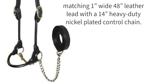 Derby Originals New and Improved Premium Round Rolled Leather Cattle Show Halter with Matching Chain Lead - color: Black, size: Small (350-700lbs)