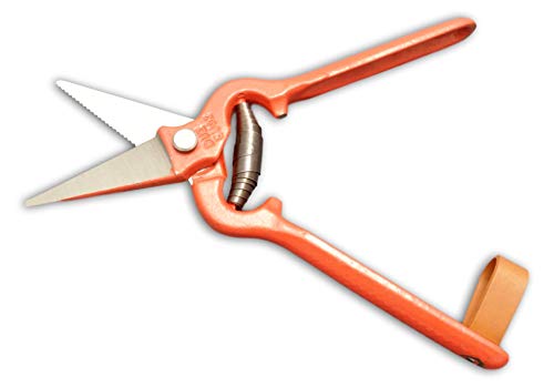 DUE BUOI 164/25 Agriculture Foot Rot Shear, Serrated Blade, Heavy Duty, 25 cm Length, 400 gr (14 oz), High Carbon Hardened Steel, Forged Handle