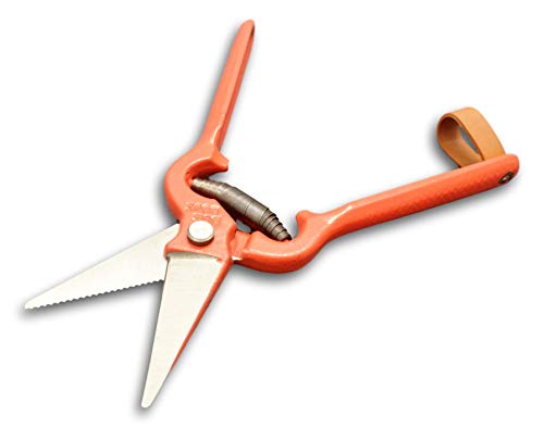 DUE BUOI 164/25 Agriculture Foot Rot Shear, Serrated Blade, Heavy Duty, 25 cm Length, 400 gr (14 oz), High Carbon Hardened Steel, Forged Handle