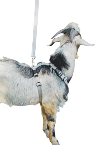 Asatre Adjustable Lined Hemp Goat Harness, Sheep, Livestock Halter, Durable Multi-Clasp Harness, Eco-Friendly Livestock Gear, Comfortable Farm Pet Accessory (Medium) - size: Medium
