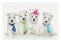 Lunarable Westie Pet Mat for Food and Water, Group of West Highland White Terrier Puppies on Plain Background Animal Pattern, Non-Slip Rubber Mat for Dogs and Cats, 18" X 12", Pink and White - color: Pink and White
