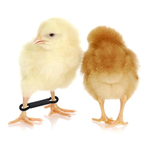 50/100Pcs Spreader Legs Chick Clip for Splayed Birds Hobble Bands Canaries Smaller Budgies Chicken Leg Brace for Spraddle Leg Repair - color: B