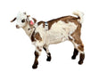 Goat Harness, Asatre Adjustable Lined Hemp Goat or Sheep, Small to X-Large,Livestock Halter, Durable Multi-Clasp, Eco-Friendly Livestock Gear, Comfortable Farm Pet (Small) - size: Small