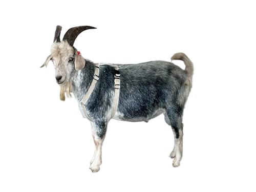 Asatre Adjustable Lined Hemp Goat Harness, Sheep, Livestock Durable Multi-Clasp Livestock Gear, Comfortable Farm Pet Accessory (Large) - size: Large