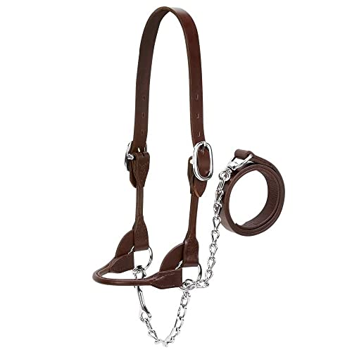 Weaver Leather Livestock Dairy/Beef Rounded Show Halter, Medium, Brown - color: Brown, size: Medium