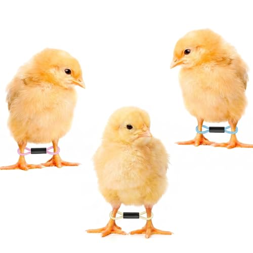 50Pcs Baby Chicken Leg Bands Splay Leg Hobble Brace, Adjustable | Poultry Leg Bands Quail Leg Bands for Newborn Spraddle Legs of Chick Bird Quails Ducks of 1 to 3 Days Newly Hatched