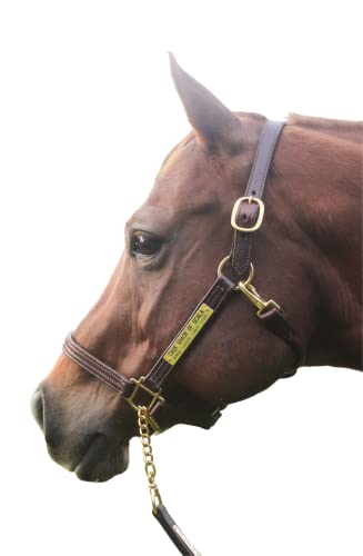 Leather Halter for Horses with Customized Engraved Name Plate Option Halter for Horse | Brown/Brass, Black/Brass, Black/Chrome Options - size: Horse