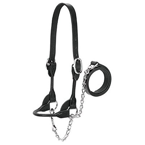 Weaver Leather Dairy/Beef Rounded Show Halter, Black, Small - color: Black, size: Small