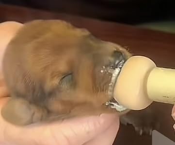 The Natural Nipple Nurser, Pet Feeding Nipple with Syringe,Puppy Bottles for Nursing, Newborn Puppy Nursing Nipple, Puppy Feeder, Nursing Nipples for Small Animals, Whelping Supplies (Small) - size: Small