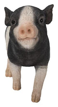 Hi-Line Gift Baby Pig Standing - Black and White