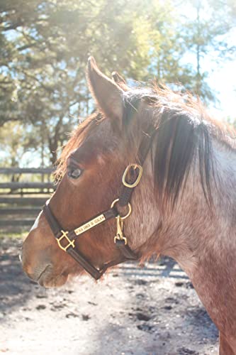 Turnout Leather Halter for Horses with Customized Engraved Name Plate | Brown Leather with Solid Brass Hardware | Fixed Chin, Double Buckle Crown - size: Draft