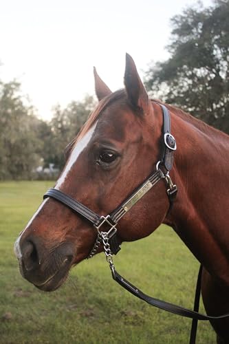 Leather Halter for Horses with Customized Engraved Name Plate Option Halter for Horse | Brown/Brass, Black/Brass, Black/Chrome Options - size: Weanling/Small Pony