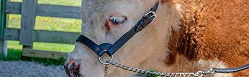 Derby Originals Premium Fancy Stitch Flat Leather Cattle Show Halter – Adjustable Fit with 48" Lead and 14" Chain, Small/Medium/Large – 1-Year Warranty - color: Black, size: Large (950lbs-1500lbs)