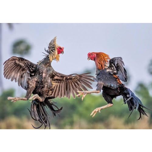 A.D.P. R5 2Pairs Red & Blue Color, Rooster Booster Chicken Mitt Safety Poultry Bird Botas para GALLOS BREEDING Supplies Leg Protect & Care, Best Rubber - color: Red & Blue R5
