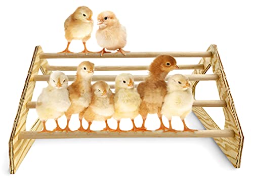 Chick Perch Strong Wooden Jungle Gym Roosting Bar Made in USA!!! Chicken Toys for Coop and Brooder for Baby Chicks El Pollitos La Pollita Pollos Gallinas Polluelos