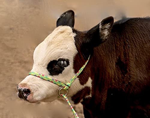 Extra Small - Sheep, Goat, Small Calf Adjustable Halter & Lead USA 250-700bs (Neon Hot Pink)