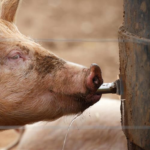 5 Sets Automatic Pig Nipple Drinkers Kit Auto Pig Watering System Stainless Steel with 5 Pcs Brass Water Tank Connector Hole Opener and Tape for Pig Goats Swine Piglets Drinking