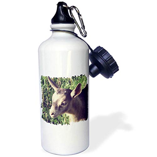 3dRose Dairy Goat Billy Kid Photographed by Angelandspot Sports Water Bottle, 21 oz, White