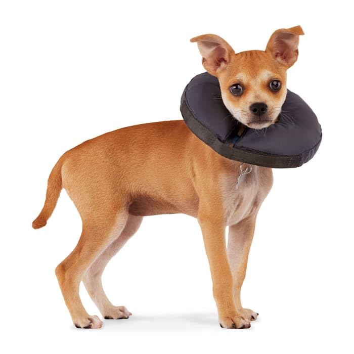 Well & Good by Petco Soft-Filled Recovery Dog Collar XX-Small/X-Small - size: XX-Small/X-Small