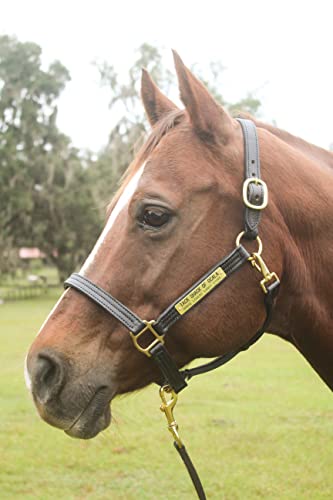 Leather Halter for Horses with Customized Engraved Name Plate Option Halter for Horse | Brown/Brass, Black/Brass, Black/Chrome Options - size: Warmblood
