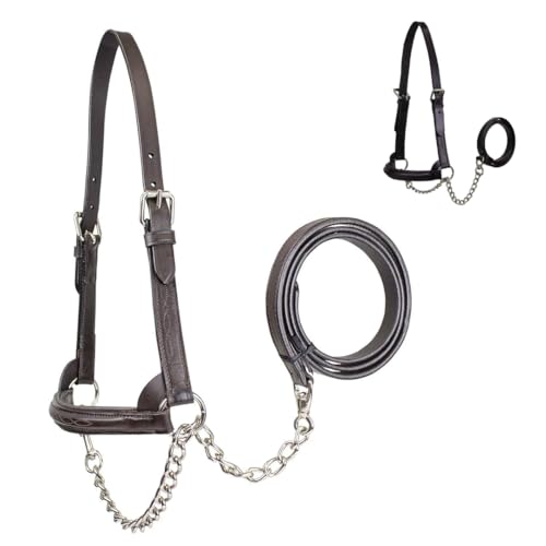 Derby Originals Premium Raised Padded Fancy Stitch Leather Cattle Show Halter with Matching Chain Lead - color: Havana, size: Large (950lbs-1500lbs)