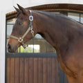Equinavia Loki Nylon Horse Halter: Breakaway Leather Crown, Adjustable Fit - color: Light Olive, size: Warmblood
