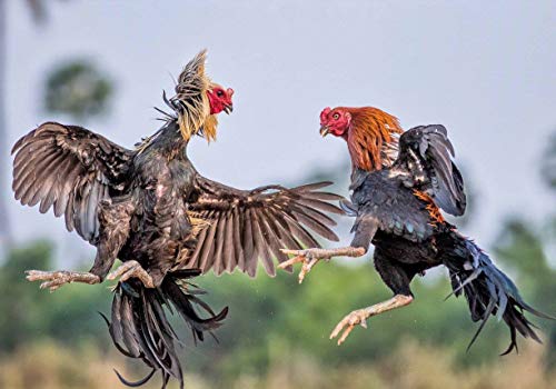 A.D.P. R1 Rooster Booster Protection Chicken Mitt Safety Poultry Bird Botas para GALLOS BREEDING Supplies 2 Pairs Color Blue & Red, Leg Protect & Care, Best Rubber - color: Red & Blue R1
