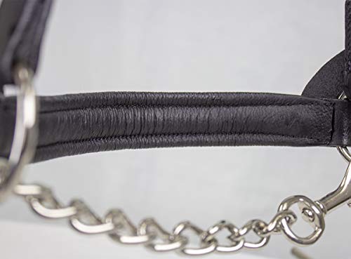 Derby Originals Premium Raised Padded Fancy Stitch Leather Cattle Show Halter with Matching Chain Lead - color: Havana, size: Large (950lbs-1500lbs)