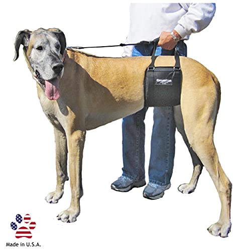 GINGERLEAD Dog Sling Hip Lift Support Harness, Tall Female, Made in USA | Fits Tall, Lean Dogs like Greyhounds or Great Danes, Padded Mobility Aid, Help Pets Walk or Balance, Machine Wash & Dry - size: Tall - Female