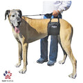 GINGERLEAD Dog Sling Hip Lift Support Harness, Tall Female, Made in USA | Fits Tall, Lean Dogs like Greyhounds or Great Danes, Padded Mobility Aid, Help Pets Walk or Balance, Machine Wash & Dry - size: Tall - Female