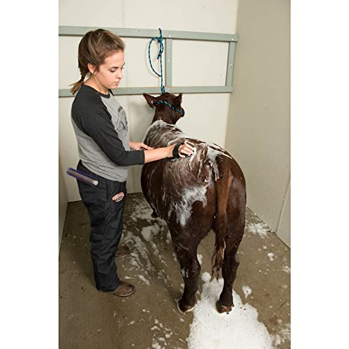 Weaver Leather Livestock Wide Range Brush, Silver/Purple - color: Silver/Purple, size: Large