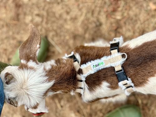 Goat Harness, Asatre Adjustable Lined Hemp Goat or Sheep, Small to X-Large,Livestock Halter, Durable Multi-Clasp, Eco-Friendly Livestock Gear, Comfortable Farm Pet (Small) - size: Small