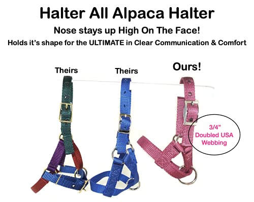 Alpaca Halter, S M L, Made in USA, Lead, Fence Tie, 24 Patterns, Figure 8, Small, Medium, Large, Livestock (Teal, Medium)