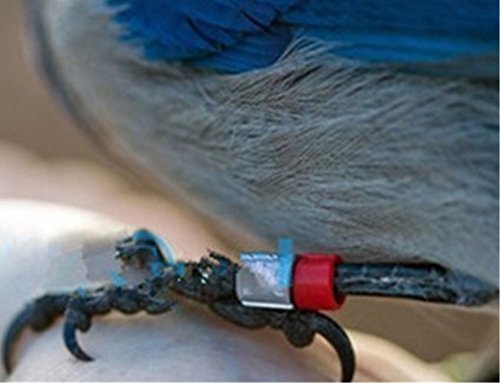 Honbay 200pcs Mix Color 8mm Foot Ring Bands Bird Clip on Leg Rings for Pigeon Dove Chicks Bantam Quail Lovebirds Finch Small Poultry Chicken