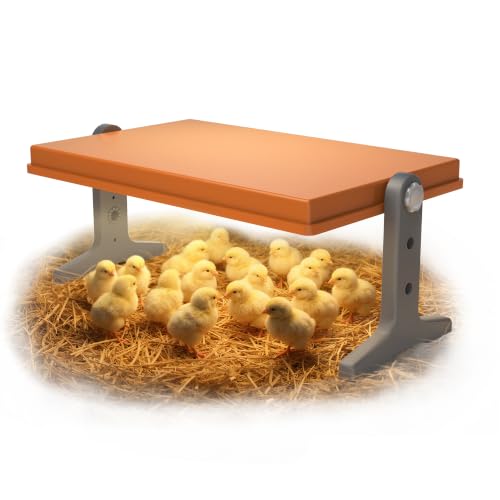 Chick Brooder Heater Plate, 12"x7.9" Warm Brooder Plate for Chicks Poultry | Chicken Brooder with Adjustable Height, Angle & Temperature, 50W Heat Plate for Chicks Poultry, Warm like Mother Hen