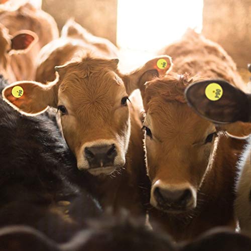 100pcs Cattle Ear Tags, Round 001-100 Number Plastic Livestock Ear Tag Animal Identification Ear Tags Animal Tag for Cows Sheep Pig Ear Tag