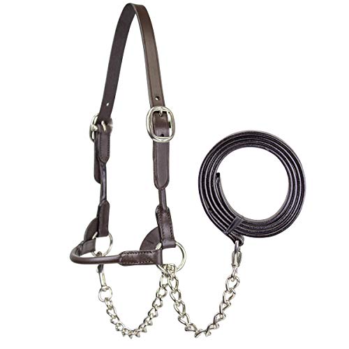 Derby Originals New and Improved Premium Round Rolled Leather Cattle Show Halter with Matching Chain Lead - color: Havana, size: Medium (650-1050lbs)
