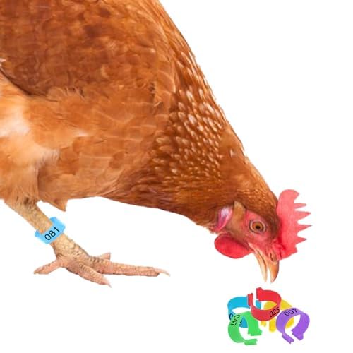JOR Chicken Leg Bands - Numbered & Multi-Colored Poultry Plastic Band for Ducks, Turkeys, Birds, Quails, Pigeons, etc., Clip-on Rings, Chicken Identification - 0.6", 100 Pcs per Pack