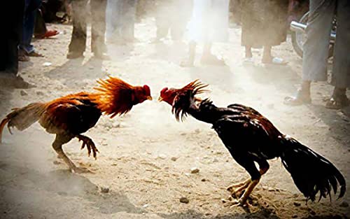 A.D.P. R4 Chicken Supplies Spur & Leg Protect Red Blue 2 Pair, Chicken Mitt Safety Poultry Hen Botas para GALLOS BREEDING, Best Rubber - color: Red & Blue R4