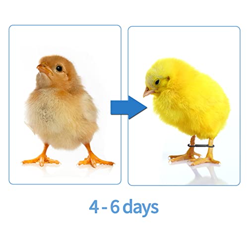 100 Pcs Baby Chicken Splay Leg Bands Poultry Adjustable Hobble Brace | Adjustable leg bands. For newborn chick, quail, duck. Splay leg, spraddle leg fix. 1-3 days newly hatched. Poultry accessory