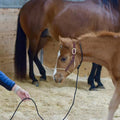 Weaver Leather Kalley Krickeberg Horseman`s Leather Foal Halter