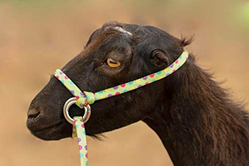 Extra Small - Sheep, Goat, Small Calf Adjustable Halter & Lead USA 250-700bs (Neon Hot Pink)
