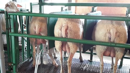 Ultimate Ez Bottle Milker EZ005 for Goats, Cows, and Sheep.