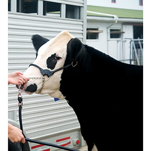 Weaver Leather Dairy/Beef Rounded Show Halter, Black, Small - color: Black, size: Small