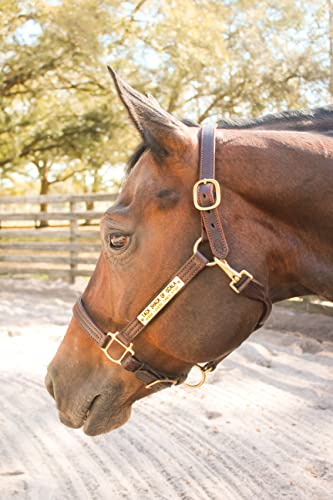 Leather Halter for Horses with Customized Engraved Name Plate Option Halter for Horse | Brown/Brass, Black/Brass, Black/Chrome Options - size: Horse