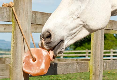 UMAID Himalayan Salt Lick 6 lbs on Rope for Horse, Deer, Goat & Livestock Animals, Salt Lick Deer, Salt Lick for Horses, Salt Block for Horses, Himalayan Salt Block 2 Pack - size: 6 Pound (Pack of 2)