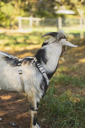 Asatre Adjustable Lined Hemp Goat Harness, Sheep, Livestock Halter, Durable Multi-Clasp Harness, Eco-Friendly Livestock Gear, Comfortable Farm Pet Accessory (Medium) - size: Medium