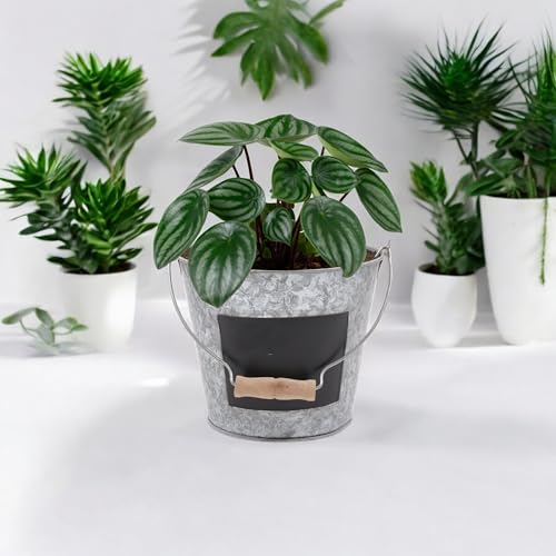 Hosley Set of 2 Metal Pail with Chalkboard and Plastic Liner 7" Dia x 6" H. Ideal Gift for Floral Arrangements Wedding House Warming Floral Planter DIY Craft Home Office Party Garden Patio - size: 2 count