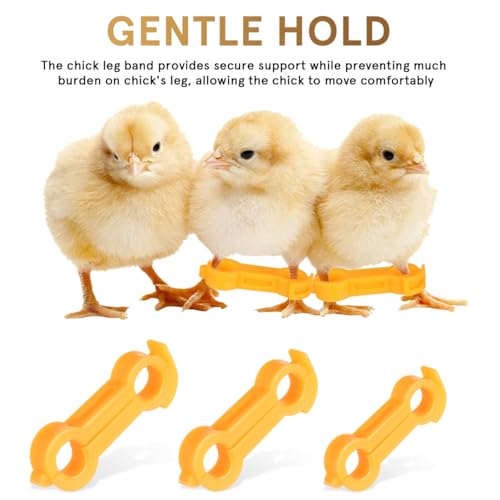 Chick Leg Bands, Splay Leg Brace Multi Size Poultry Splint | 4mm 5mm 6mm PVC supports, adjustable bird foot brace set for baby chicks, ducks, quails and pigeons
