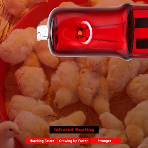 3 Pack Replacement G9 Infrared Heat Lamp for Chickens, Tiny Red Bulbs Beads (75 Watt)